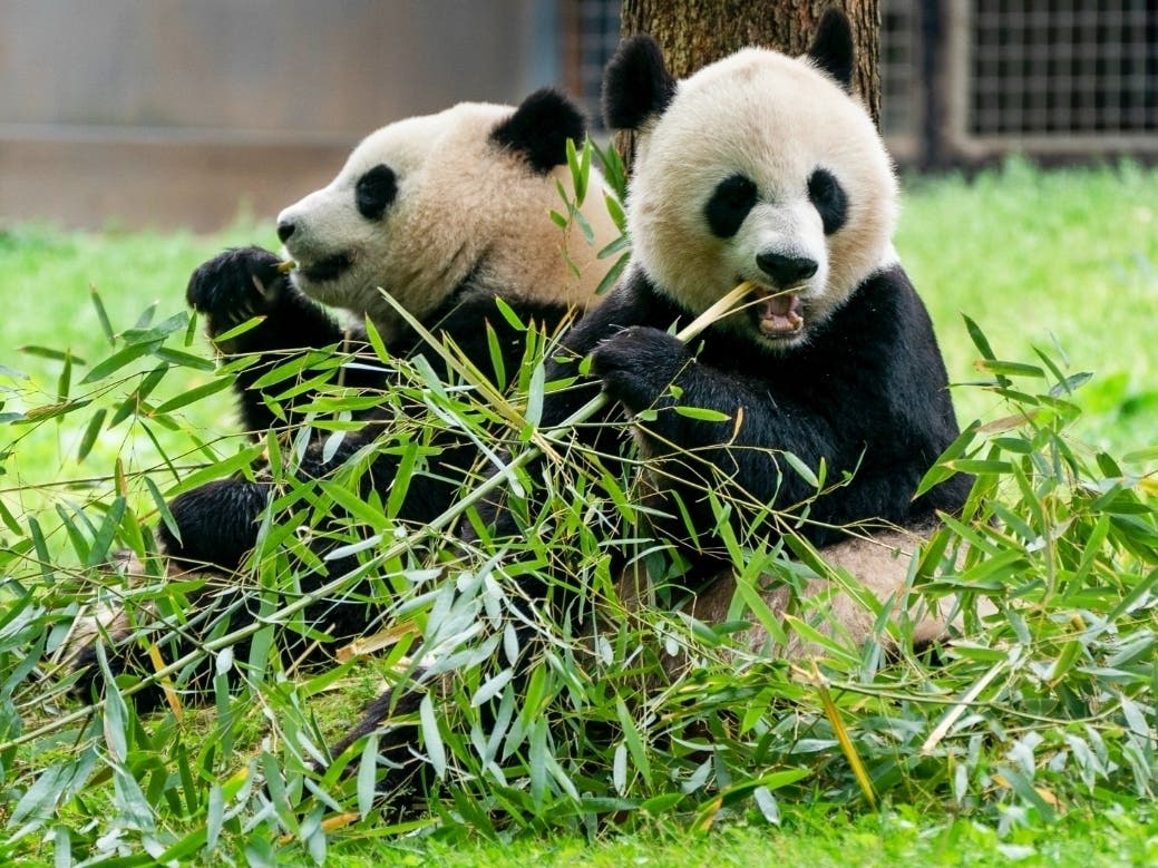 2 New Giant Pandas Coming To DC's National Zoo