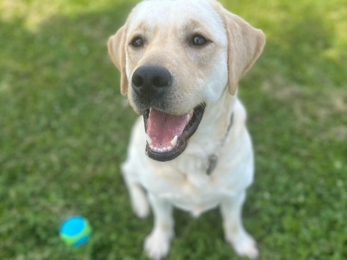 "Meet the Moms" Host a Breeding Dog Open House