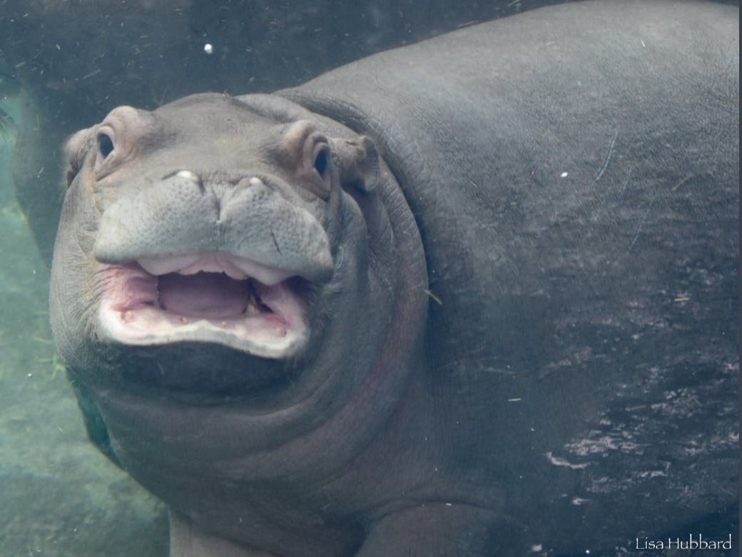 Fritz, Newest Cincinnati Zoo Hippo Star, Flashes Toothy Grin: Photos