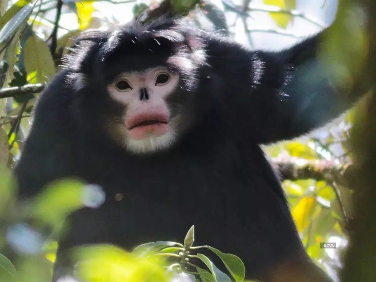 ​Know more about the rarest species of living monkey​