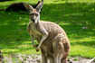 ​Kangaroo recognised as world's largest hopping animal​