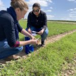 Dr. Henrike Brust und Sabrine Bousselmi nehmen Blätter der Lupine mit ins Labor.