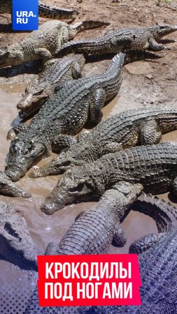Сотни крокодилов заполонили города Мексики