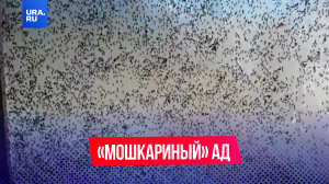«Мошкариный» ад пришел в Рязанскую и Нижегородскую области