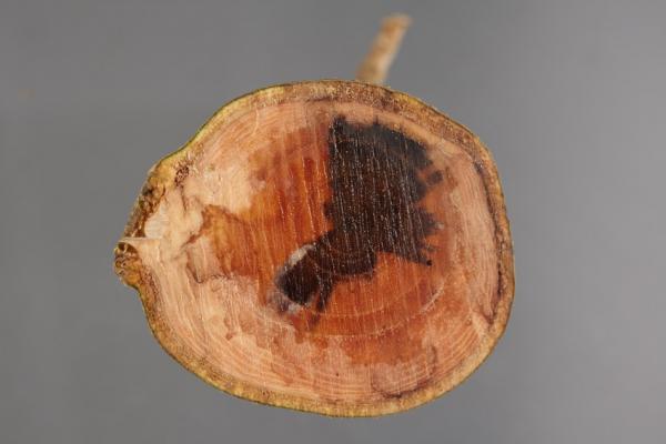 A cross section of the tree trunk shows the symptoms of the ash dieback. ©Fera-Crown