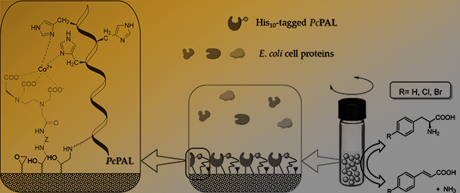 Upgrading Epoxy Supports for Enzyme Immobilization by Affinity Function Doping&mdash;A Case Study with Phenylalanine Ammonia-Lyase from <em>Petroselinum crispum</em>