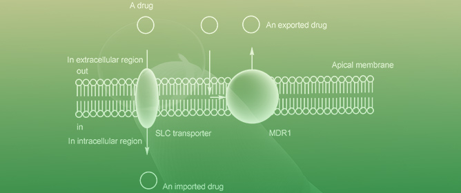 Ocular Drug Delivery into the Eyes Using Drug-Releasing Soft Contact Lens