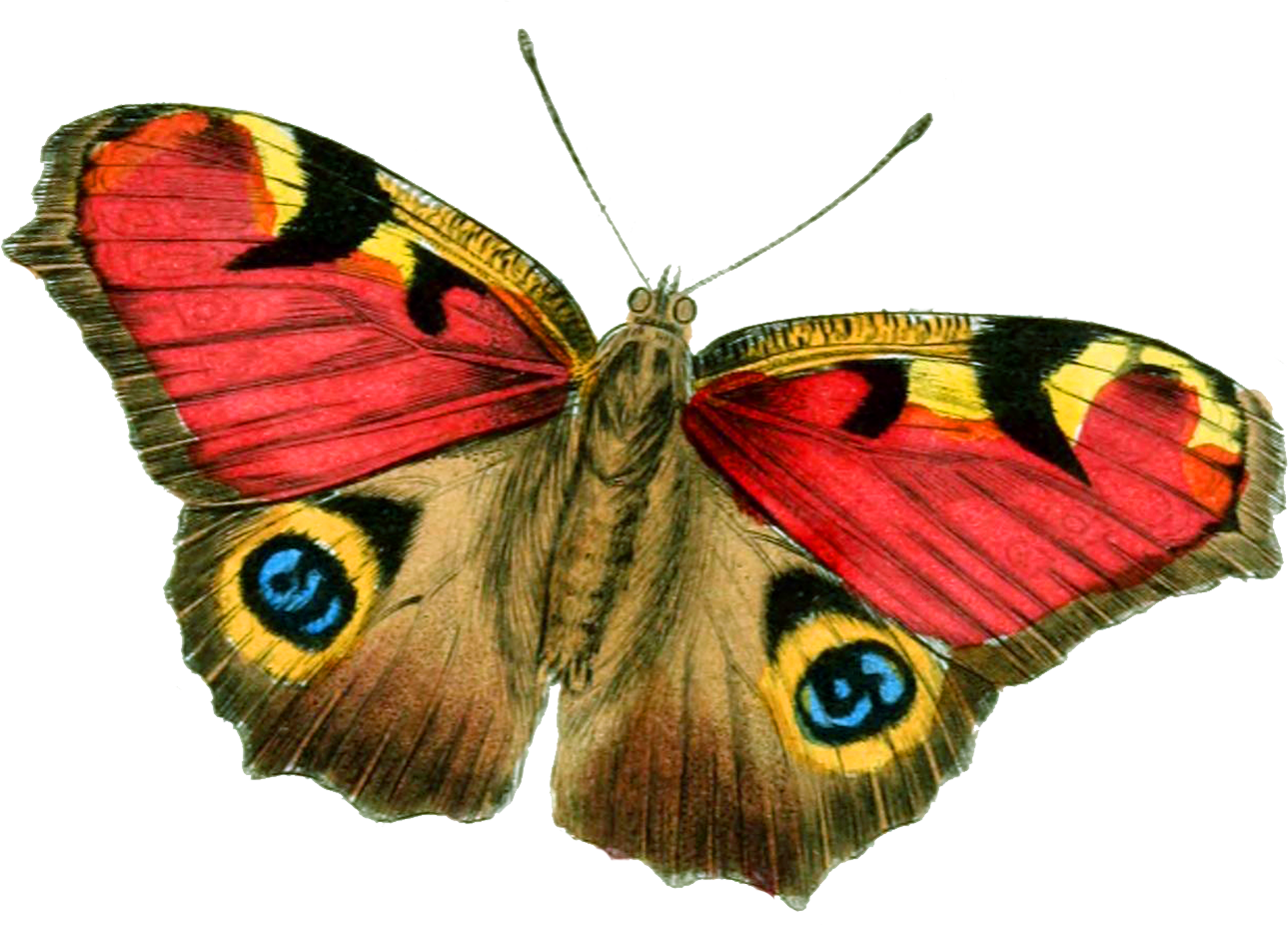 Изображение. Павлиний глаз. Бабочка. Бобчики. Экзотические бабочки на белом фоне.