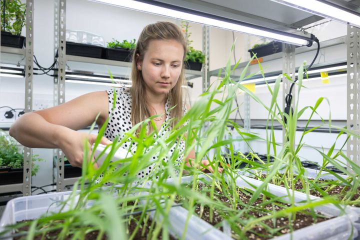 Students working with plants in a lab