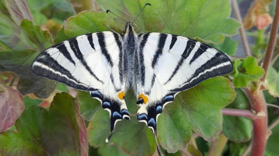 Жительница Нижнедевицка заметила на приусадебном участке редкую бабочку