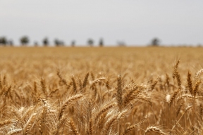 Цены на пшеницу взлетели из-за майских заморозков в России