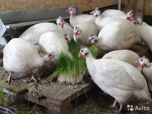 Волжская белая цесарка – содержание, нюансы кормления взрослых птиц и птенцов