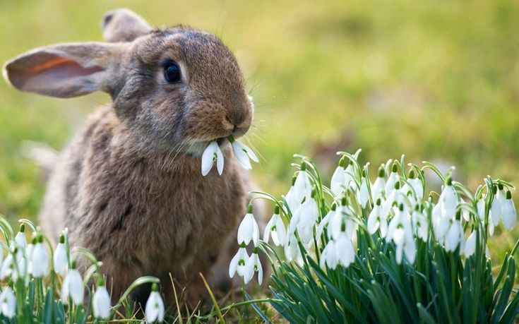 A rabbit eats snowdrops in a meadow in Sieversdorf, GermanyPicture: EPA/PATRICK PLEUL