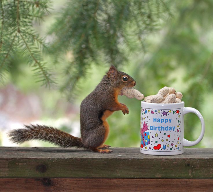 Happy Birthday, You Nut! | Flickr - Photo Sharing!