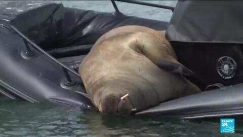 Boat-bending walrus visitor makes a splash in Norway