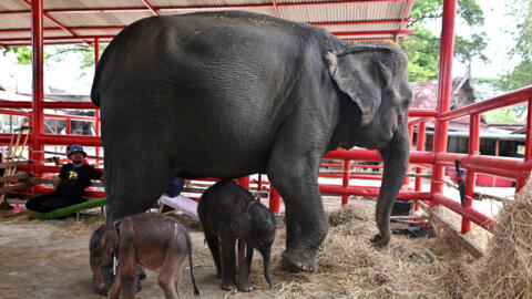 Elephants rarely give birth to twins, and male-female pairs are even more unusual.