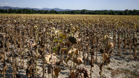 Des tournesols brûlés dans un champ pendant une vague de chaleur près du village de Puy-Saint-Martin, dans le sud-est de la France, le 22 août 2023.