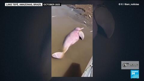 Since September, 153 river dolphins have been found dead in and around Lake Tefé, in the heart of the Brazilian Amazon.