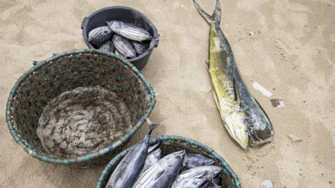 Des poissons fraîchement pêchés à vendre sur la plage de Yoff. Dakar, Sénégal, le 8 septembre 2023. Photo d'illustration.