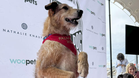 Chú chó Kodi đóng vai Cosmos trong bộ phim 'Dog on Trial' đoạt giải Cành cọ dành cho 'diễn viên 4 chân' tại liên hoan phim quốc tế lần thứ 77, Cannes, Pháp, ngày 24/05/2024.