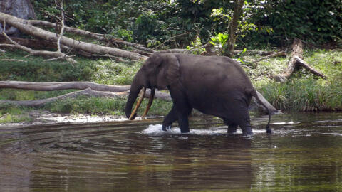 (Illustration) Un éléphant dans le parc national de Nouabale Ndoki,  au Congo-Brazzaville, le 22 mai 2012.