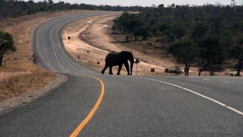 Sur cette photo du 12 juillet 2014, un éléphant traverse l'autoroute principale menant à la Zambie dans le nord du Botswana, autour de la zone de conservation entre cinq pays, soit la région abritant le plus d'éléphants dans le monde.