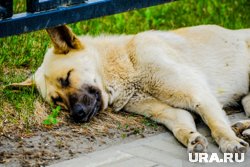 Водитель сбил собаку в саду (фото архивное)