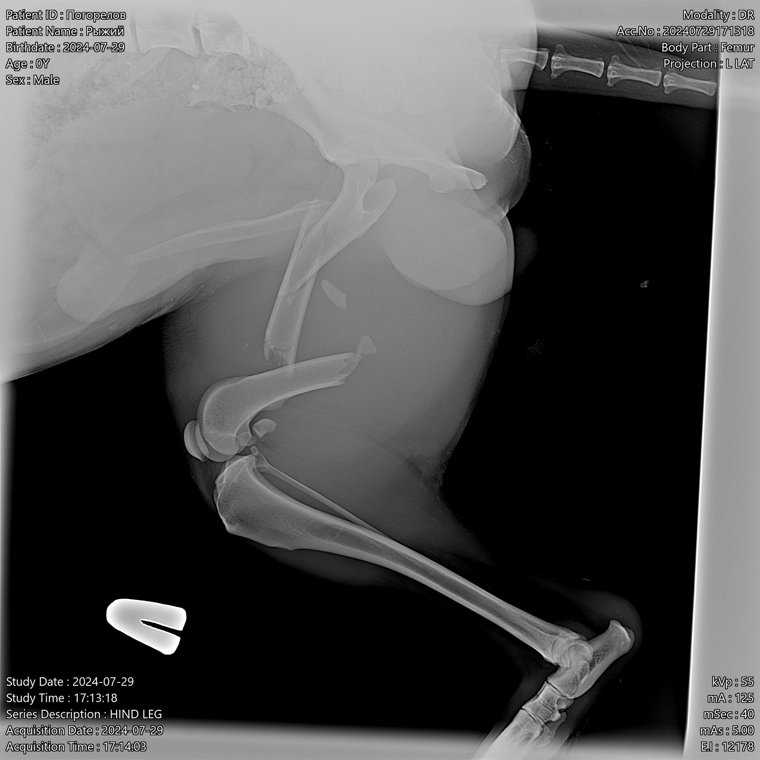 Рентгеновский снимок показал у собаки сложный перелом, требующий операции и восстановления с применением технологии остеосинтеза