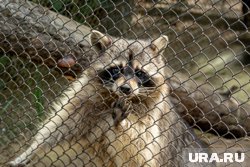 Пермский зоопарк объявил сбор для своих подопечных