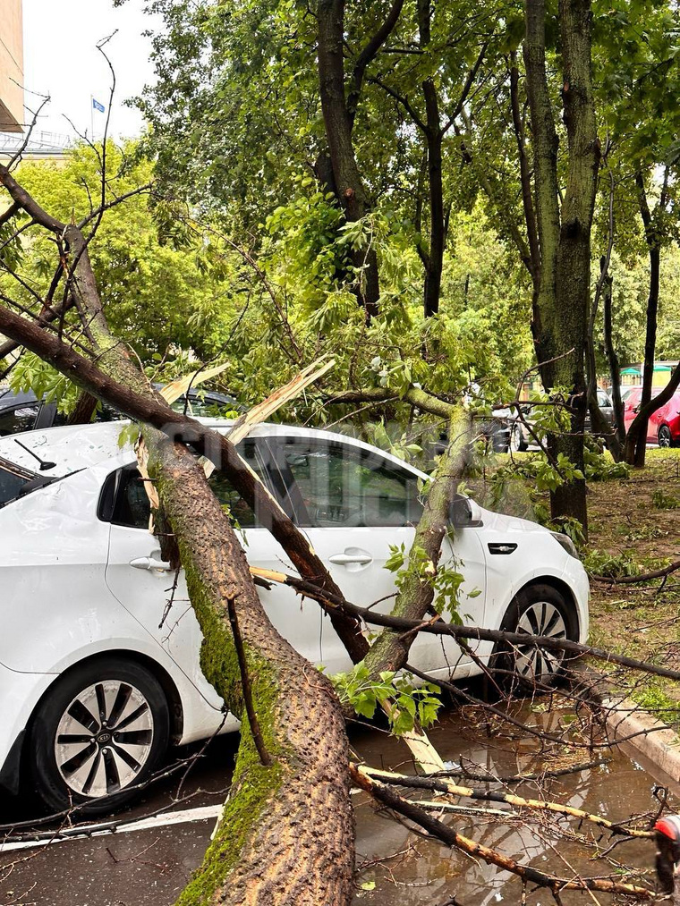 В центре Москвы деревья рухнули на парковку и придавили несколько авто.