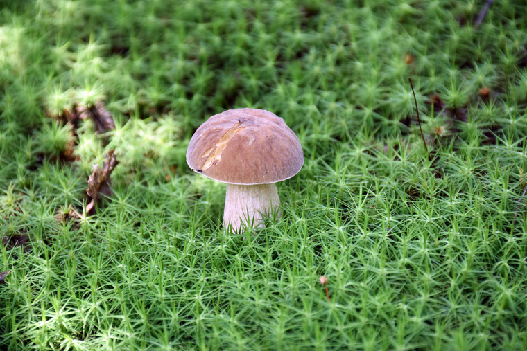Белый гриб: фото, где находится