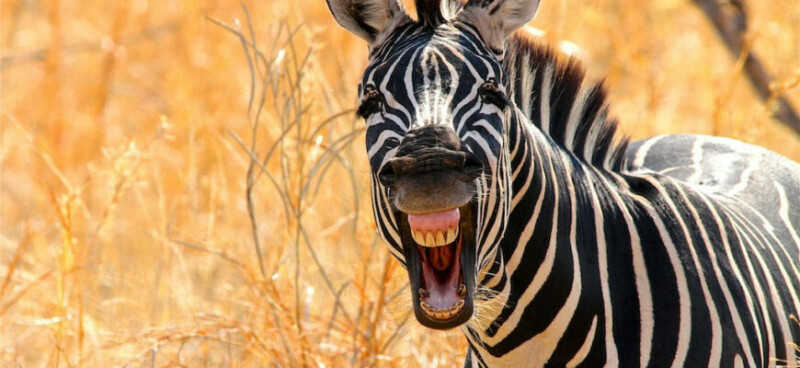 Zebra-laughing-870x400.jpeg
