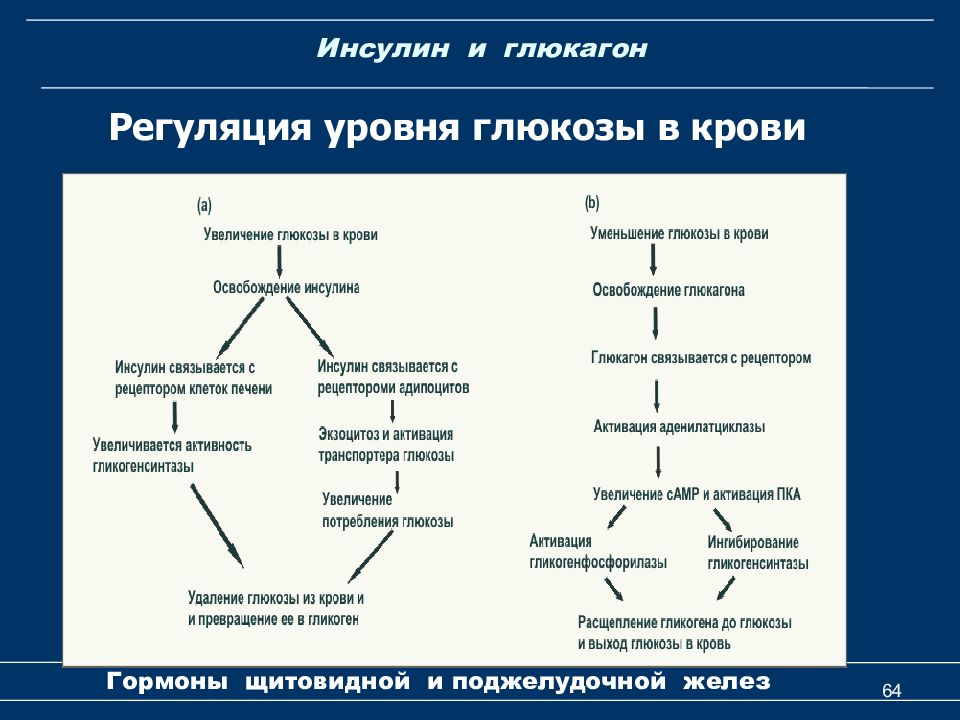 Вырабатывается гепатоцитами содержит инсулин и глюкагон. Регуляция уровня Глюкозы в крови схема. Схема регуляции содержания Глюкозы в крови. Схема механизма действия инсулина и глюкагона. Схема процесса повышения Глюкозы в крови.