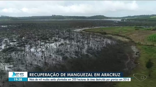 Após estudos, manguezal destruído por mudanças climáticas começa a ser reflorestado em Aracruz, no ES  - Programa: Boa Noite Espírito Santo 