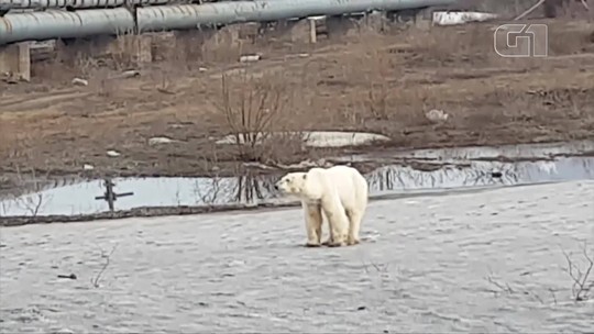 Fome ameaça vida dos ursos polares com derretimento glacial no Ártico - Programa: G1 Mundo 