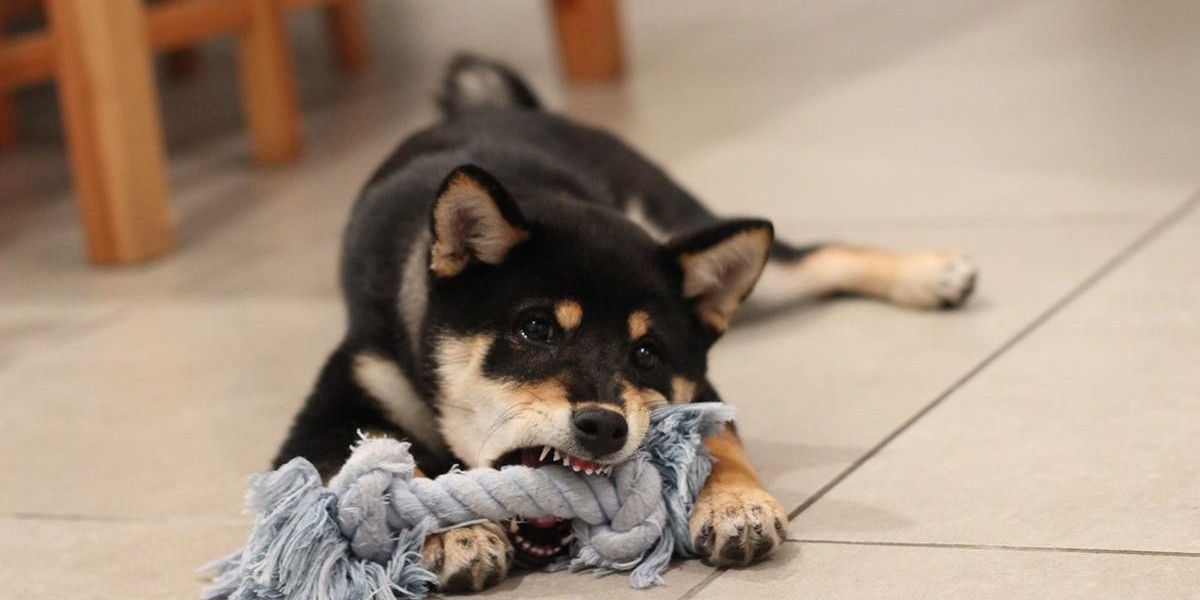 Conheça os 10 cães com as mordidas mais fortes do mundo