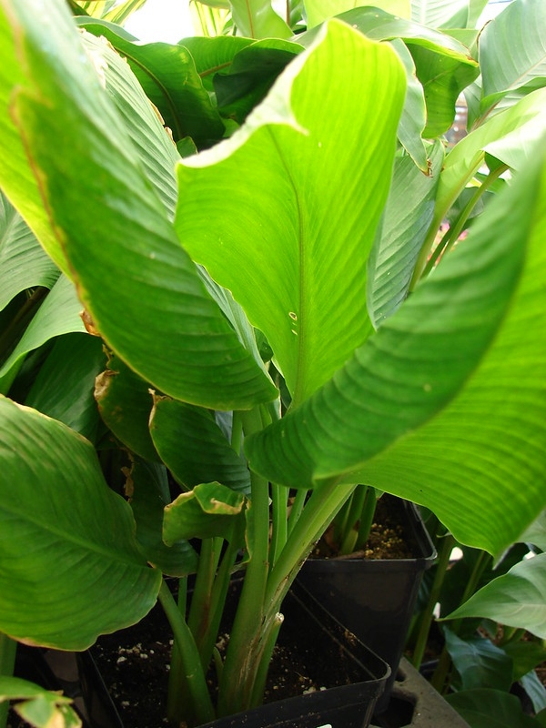 Herbaceous plant with broad leaves like those of banana.