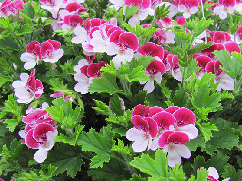 Geranium Closeup 529554 800x600