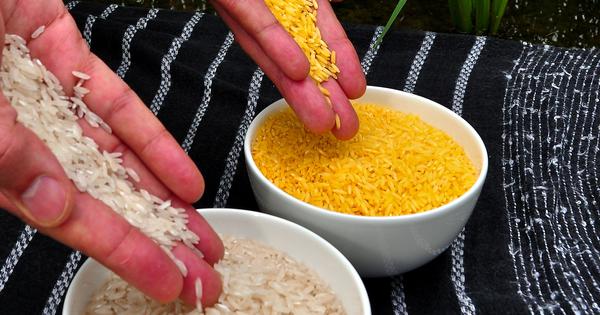 Court in Philippines bans cultivation of ‘Golden Rice’ aimed at helping tackle vitamin deficiency