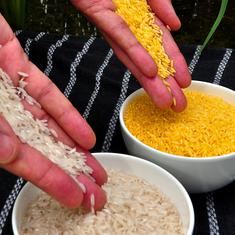 Court in Philippines bans cultivation of ‘Golden Rice’ aimed at helping tackle vitamin deficiency
