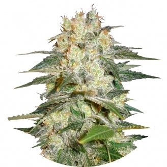 Сорт Afghan Kush Auto Fem. купить семена марихуаны