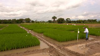 Arroz colombiano beneficia de tecnologia japonesa