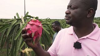 L'Angola, diamant brut en matière de production agricole