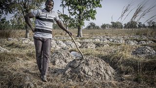 Agricultor no seu terreno, Togo