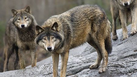 Lobos num jardim zoológico em Estocolmo, na Suécia. O aumento das populações selvagens levou a UE a repensar o seu estatuto de proteção.