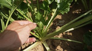 La apuesta por la agroecología para luchar contra el cambio climático