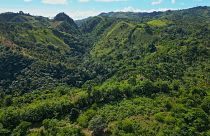 Самана - зеленый рай  Доминиканской Республики