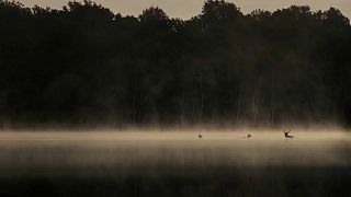 Vincent Munier