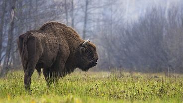 La legge sul ripristino della natura mira a ripristinare almeno il 20% delle aree terrestri e marine dell'Unione europea entro il 2030.