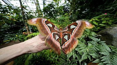 Museu italiano recria floresta de borboletas da Tanzânia 